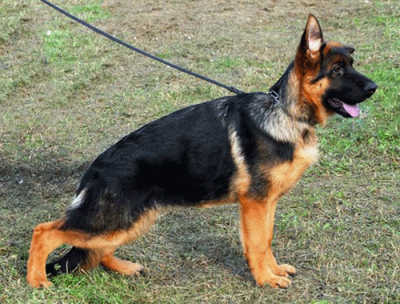 Allevamento E Cuccioli Pastore Tedesco In Umbria Cani Maschi E