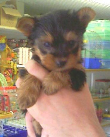Cucciolo Di Yorkshire Toy In Vendita A Perugia Ad Un Prezzo