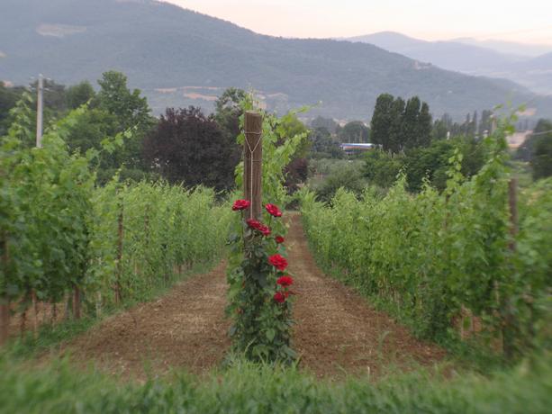 Agriturismo con Vigneti e Cantina Umbertide Umbria 