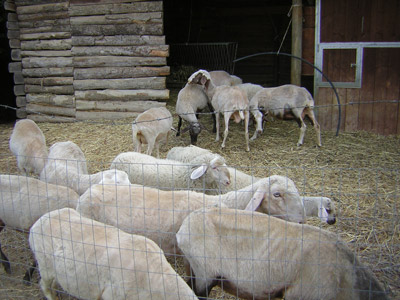 Allevamento pecore agriturismo vicino Chiusi 
