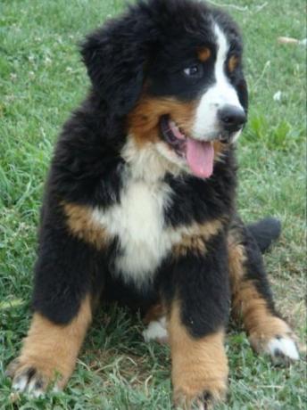 Cuccioli di Bovaro del Bernese