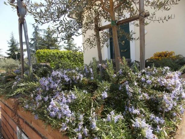 Fiori del Residence IL PETALO