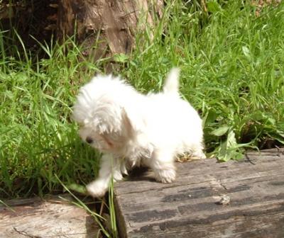 Negozio Con Vendita Cuccioli A Perugia Volpini Di Pomerania Shih