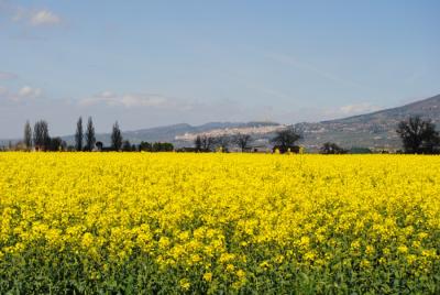 Agriturismo con vista su Assisi 
