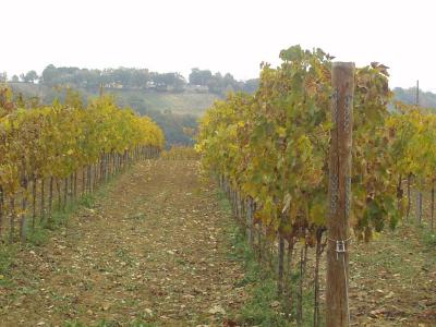 Il vigneto dell'Agriturismo