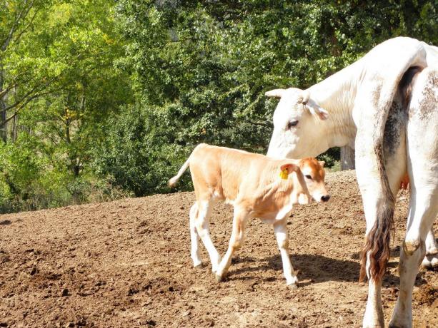 Animali Fattoria Didattica Agriturismo a Gubbio in Umbria 