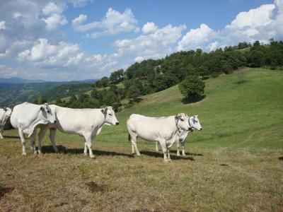Allevamento Chianina