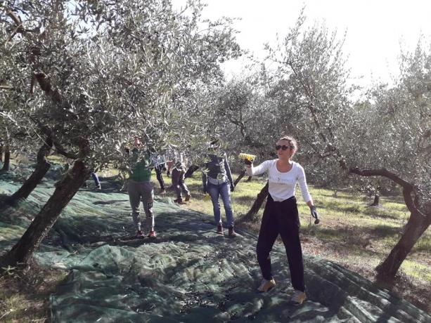 I nostri bellissimi uliveti e la raccolta
