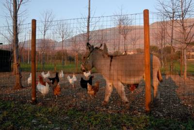 Fattoria e azienda agricola