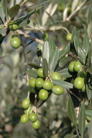 FRANTOI APERTI in Umbria, dove soggiornare