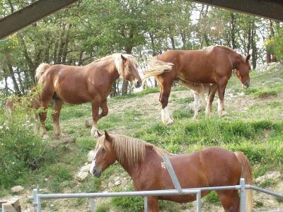 Cavallo agricolo italiano