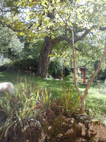 il noce in giardino
