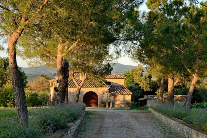 Viale alberato all'agriturismo di Città della Pieve 