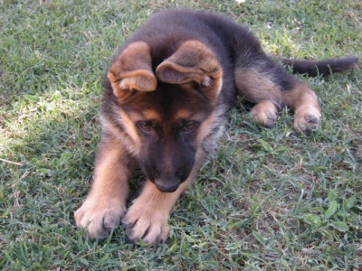 Allevamento E Cuccioli Pastore Tedesco In Umbria Cani Maschi E