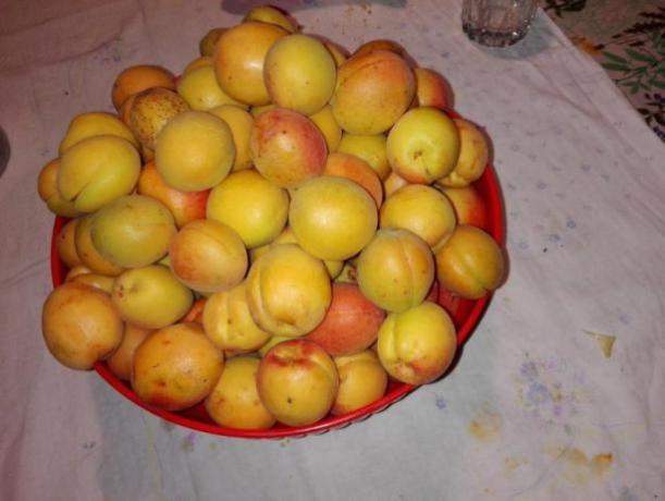 Raccolta delle Albicocche in Struttura a Coltavolino 