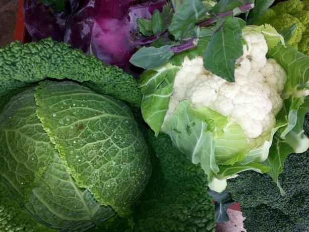 Casali Vacanza + azienda agricoltura vicino Terni