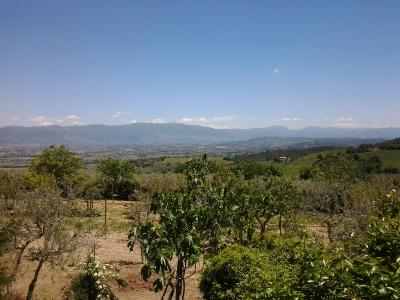 Distesa di olivi intorno al B&B