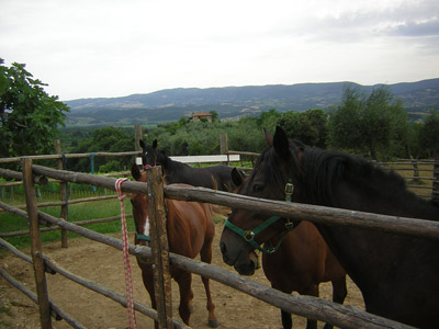 Maneggio agriturismo a Città della Pieve 