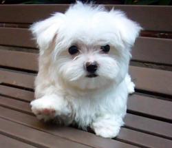 Negozio Con Vendita Cuccioli A Perugia Volpini Di Pomerania Shih