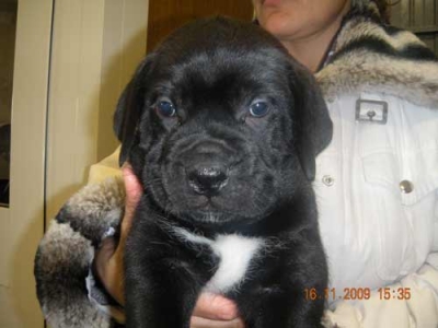 Cane Corso Cucciolo Per Gare Di Bellezza Allevamento Amatoriale