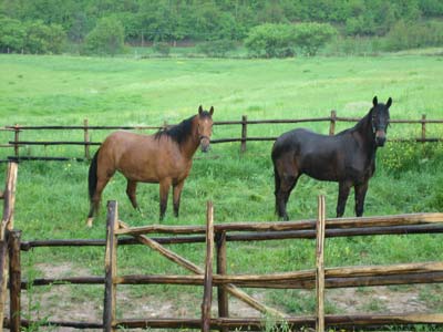 Allevamento cavalli a Montefalco, Umbria