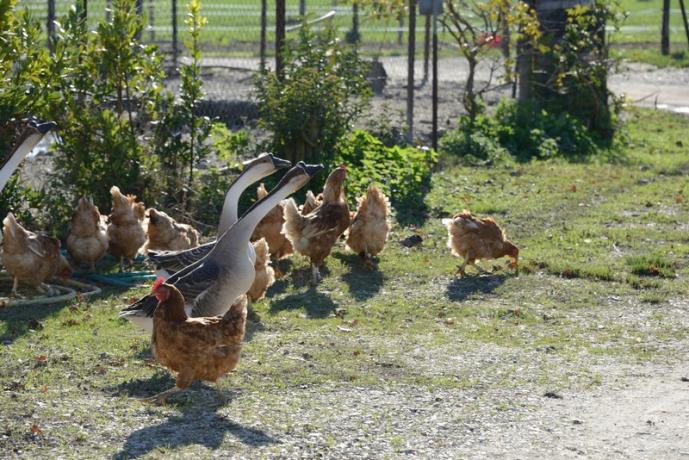 Oche e galline fattoria agriturismo vicino Spoleto