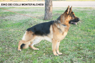 Allevamento E Cuccioli Pastore Tedesco In Umbria Cani Maschi E