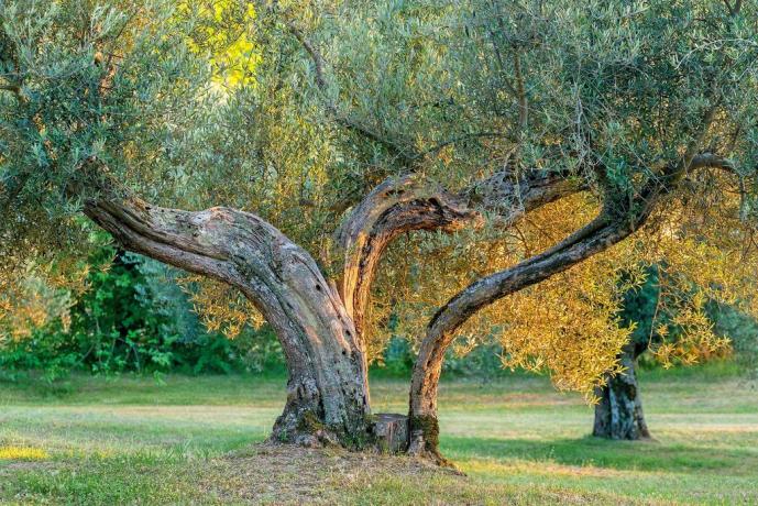 In Umbria Appartamenti-Vacanza con Campo da Tennis 