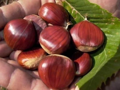 Castagne appena raccolte 