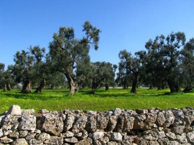 Trulli con ampio spazio verde, Valle D'Itria