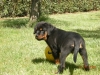 ares cucciolo rottweiler 75 gg