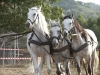 Horses