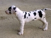 alano cani da guardia