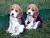 allevamenti-selezionati-cuccioli-beagle