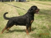 rottweiler multicampione