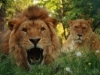Vedere i leoni a Pistoia
