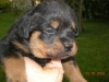 cucciolo rottweiler 28 giorni di vita