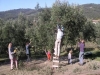 Raccolta delle olive