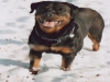 cuccioli rottweiler con genitori esenti displasia