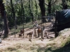 Animali da cortile