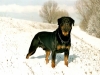 cuccioli rottweiler bellissimi