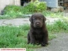 labrador retriever cuccioli masci e femmine 