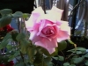 Vivaio produzione e vendita rose 