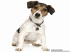 jack russel terrier da esposizioni