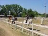 Equitazione per i piccoli con i Pony Umbria