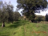 ulivi verde