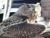 Owls show