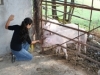 Animali domestici