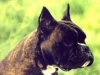 Cuccioli boxer alta genealogia