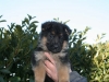 Cuccioli Pastore Tedesco da Guardia